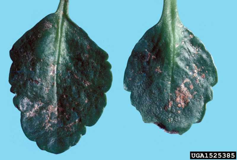 Powdery mildew Indoors